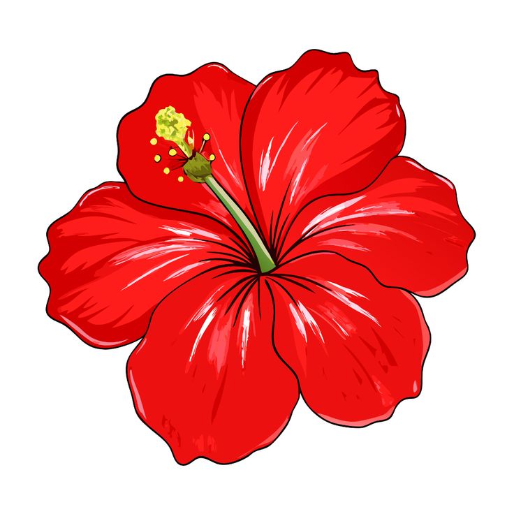 The Hibiscus II